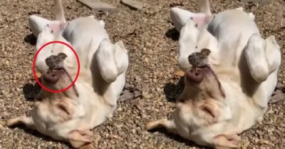 Video: Chú cún kiên nhẫn nằm im để gà con thoải mái nằm trên mũi mình