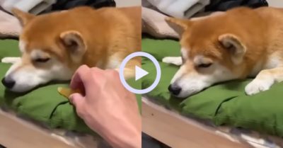 Video: Chú chó cưng hờn dỗi hất luôn món đồ chủ nhân đưa