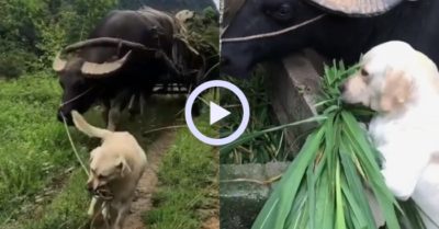 Video: Chú chó tốt bụng dắt trâu ra đồng và lấy cỏ cho trâu ăn
