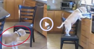 Video: Chú chó thông minh bắc ghế leo lên kệ bếp để tìm đồ ăn