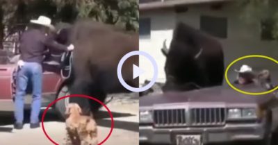 Video: Chú chó cùng con bò khổng lồ lên xe ô tô theo chủ đi chơi