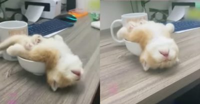Video: Tư thế nằm ngủ siêu cute của mèo con