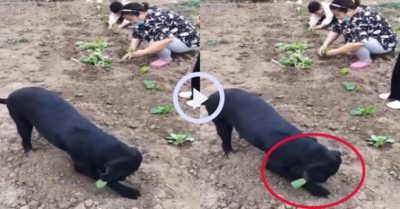 Video: Chú chó đáng đồng tiền bát gạo, biết giúp chủ trồng rau