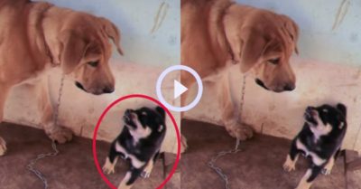 Video: Cuộc khẩu chiến nảy lửa giữa cún lớn và cún bé