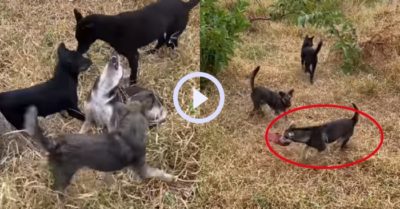 Video: Chú chó chơi đùa cùng đồng loại vẫn không quên tha dép cho sen