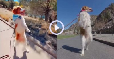 Video: Chú chó nghị lực gây hiếu kỳ khi có thể đi hai chân