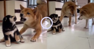 Video: Chó lớn đùa dai khiến cún con nổi quạu và màn giải vây bất ngờ