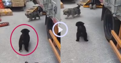 Video: Tướng đi vui nhộn của chú cún khiến người xem thích thú