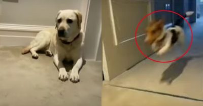 Video: Chó lớn ”khủng hoảng tinh thần” khi chó nhỏ chạy qua mặt