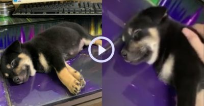 Video: Cún con say giấc khi ngủ ké trong tiệm nét