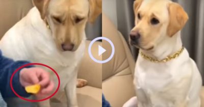 Video: Chú chó buồn thiu khi xin miếng snack mà chủ không cho