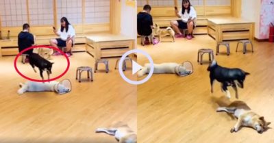 Video: Cún đen hiếu động chọc phá giấc ngủ của bạn cùng nhà