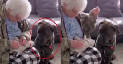 Video: Chú chó cưng kiên nhẫn ngồi chờ bà khâu lại đồ chơi