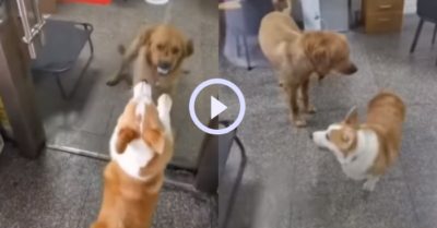 Video: Hai chú chó khẩu chiến qua cửa kính khi gặp nhau thì…