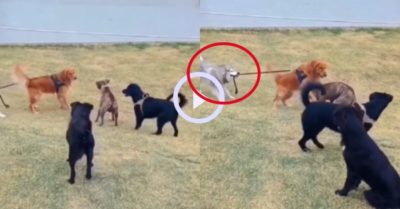Video: Gâu đần lao vào hỗn chiến, Husky ra sức can ngăn