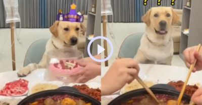 Video: Chú chó nổi sung vì mừng sinh nhật nhưng không được ăn bánh
