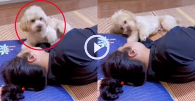 Video: Chú cún nhỏ ngang nhiên giành quạt với chủ và cái kết…