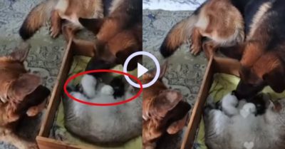 Video: Hai chú chó Becgie nằm canh mèo con mới sinh