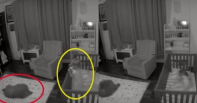 Video: Chú chó xuất hiện khi nghe tiếng em bé khóc và giúp bé an tâm ngủ tiếp