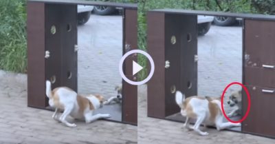 Video: Chú chó nổi quạu vì không tìm được ‘đối thủ’ trong gương