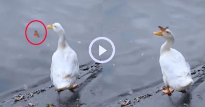 Video: Chú bướm đùa nhây khiến vịt nổi quạu