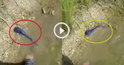 Video: Con cá kỳ lạ bơi ngược vào bờ dù được chàng trai thả nhiều lần