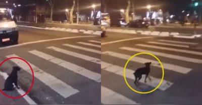 Video: Chú chó đen sang đường theo tín hiệu đèn giao thông