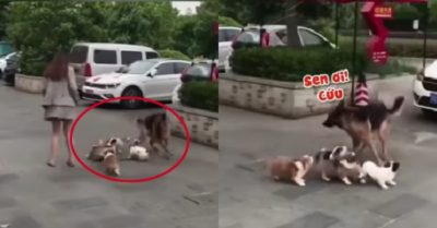 Video: Chú chó Becgie khổ sở vì bị đàn cún con nhầm lẫn là… bố
