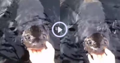 Video: Chú cá thân thiện để người cho ăn xoa đầu