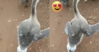 Video: Con ngỗng có tướng đi như ‘siêu mẫu’