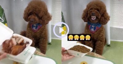 Video: Biểu cảm hài hước của chú cún khi chủ mở hộp thức ăn
