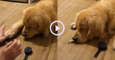 Video: Gâu đần buồn bã khi đoán sai khi chơi trò chơi cùng chủ