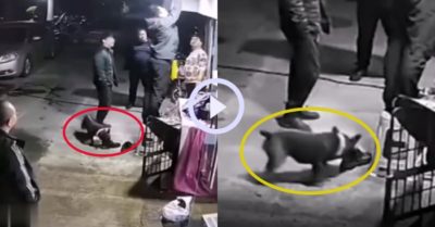 Video: Chú cún “trúng độc” sau khi ngửi giày của người đàn ông