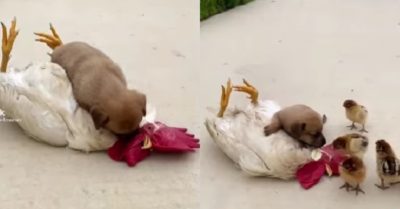 Video: Chú gà trống diễn sâu khiến cún con phát hoảng