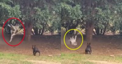 Video: Chú chó ngã sõng soài vì trổ tài đu cây ra oai với đàn em