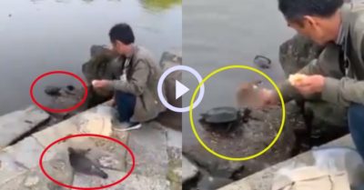Video: Các con vật thi nhau vây quanh người đàn ông thân thiện