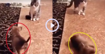 Video: Mèo chưa kịp động thủ, cún con đã lăn ra ăn vạ ‘trắng trợn’