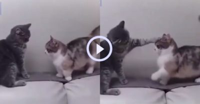 Video: Chú mèo chân ngắn bất lực khi bị mèo chân dài bắt nạt