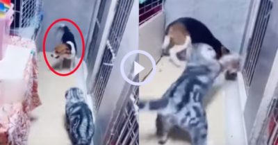 Video: Chú chó ăn vạ nằm kêu la thảm thiết khi bị mèo tát