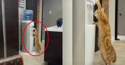 Video: Chú mèo vàng tự nhấn vòi để uống nước