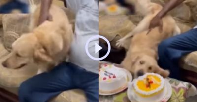 Video: Chú chó Gâu đần giả vờ ngã để ăn vụng bánh sinh nhật