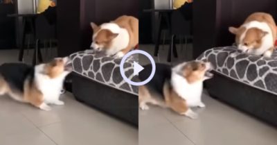 Video: Hai chú chó nhất quyết không động thủ dù đang rất giận nhau