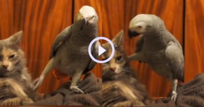 Video: Chú vẹt kiếm chuyện rồi lấn lướt trêu ghẹo mèo và cái kết…