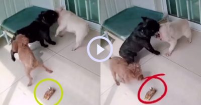 Video: Chú cún giả vờ can ngăn rồi cuỗm sạch thức ăn của đồng loại