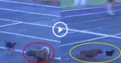 Video: Chú cún xấu tính “lấy thịt đè người” trong cuộc thi chạy