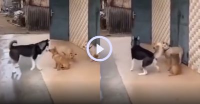 Video: Cú xoay mông khó đỡ của chú chó Husky ngáo