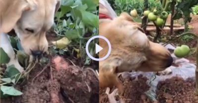 Video: Chú chó giúp chủ thu hoạch rau củ trong vườn nhà