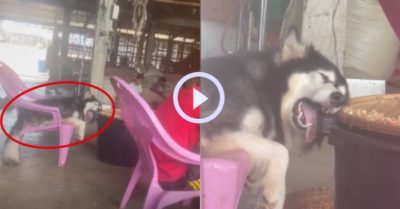 Video: Chú chó ngủ bất chấp mặc sự đời xoay vần