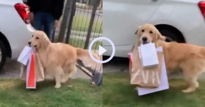 Video: Chú chó Gâu đần phụ giúp sen xách đồ