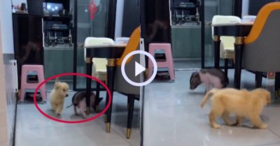 Video: Khi chó con sống cùng nhà với ‘lão trư’
